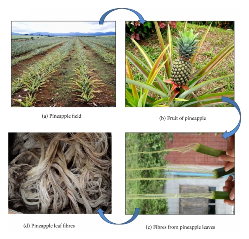 菠萝皮革制作流程